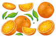 Group of citrus fruit cut oranges, orange slice, spices and leaves. Isolated on white background. Orange illustration, hand drawn vector. Colorful fruits cartoon.