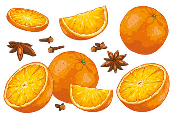 Group of citrus fruit cut oranges, orange slice, spices and leaves. Isolated on white background. Orange illustration, hand drawn vector. Colorful fruits cartoon.