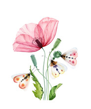 Watercolor Poppy Flower With Moth. Big Transparent Pink Flower With Three Colorful Butterflies. Hand Painted Print Ready Abstract Artwork. Botanical Illustration 