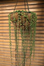 Exotic Succulent Plants. Closeup View Of A Curio Rowleyanus, Also Known As String Of Pearls Growing In A Hanging Flower Pot. Its Beautiful Ball Shaped Green Leaves Falling From The Container. 