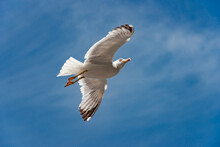 Seagull Gliding In The Sky 9234