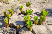Sprouts Of Young Lily Bulbs Sprouting From The Cracked Ground In Spring. The Awakening Of Nature