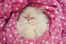 Close-up Of Persian Cat Sleeping Under Pink Blanket