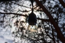 Low Angle View Of Light Bulb Hanging On Bare Tree