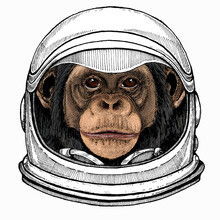 Vector Chimpanzee Portrait. Ape Head, Monkey Face. Astronaut Animal. Vector Portrait. Cosmos And Spaceman. Space Illustration About Travel To The Moon. Funny Science Hand Drawn Illustration.