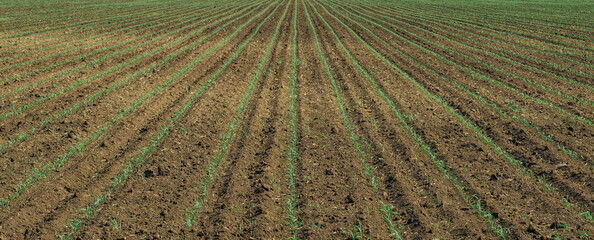 Wall Mural - Corn sprouts in field