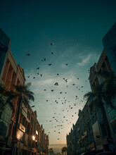 Low Angle View Of Birds Flying Over Buildings In City