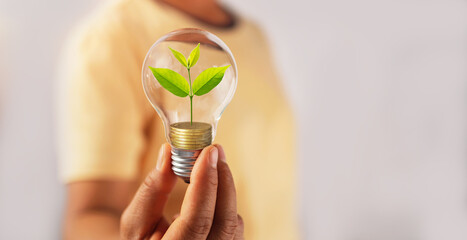 Wall Mural - hand holding lightbulb with tree insite and money. concept eco energy inovation
