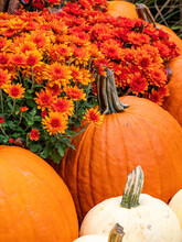 Fall Display Of White And Orange Pumpkins With Mums In Autumn