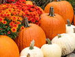 fall display of white and orange pumpkins with mums in autumn
