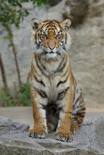 Sumatran Tiger Cub (Panthera Tigris Sumatrae)