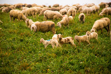 Sheep Grazing In A Field