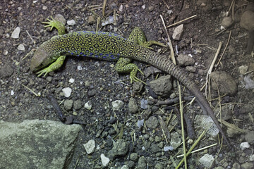 Poster - Ocellated lizard (Timon lepidus).