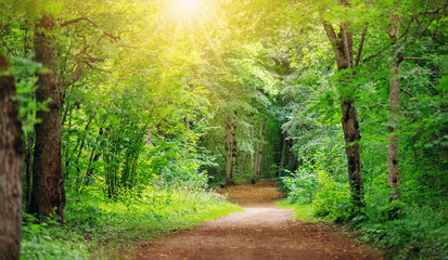 Canvas Print - Mysterious pathway in the deciduous park area in summer.