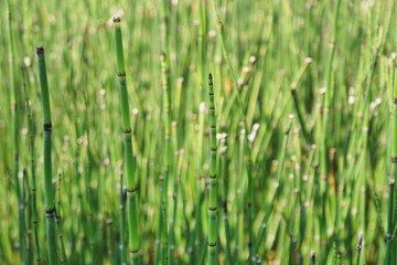 Wall Mural - The beautiful green Equisetum debile Roxb on nature 