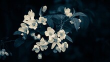 Close-up Of Fresh White Hydrangea Flowers Against Black Background