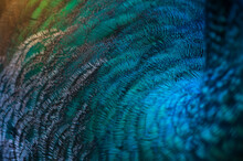 Close-up Of The Peacock Feathers .macro Blue Feather, Feather, Bird, Animal. Macro Photograph.