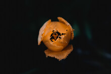 Close-up Of Orange Flower Against Black Background