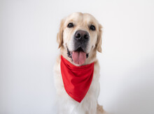 A Cute Dog In A Red Shawl Sits On A White Background. The Golden Retriever Is Smiling And Looking At The Camera.