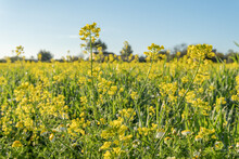 Field Of Yellow Wild Flowers Called Wild Mustards (Sinapis Arvensis)