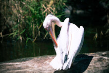 Close-up Of A Pelican