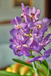 Vanda orchid plant flower detail
