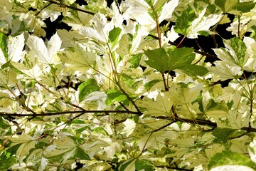 Beautiful young leaves of the maple holly