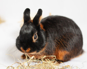 rabbit on a white background