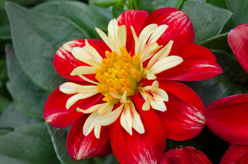 Sticker - Red and yellow Dahlia blossom