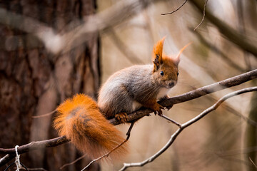 red squirrel sitting on a branch of a tree