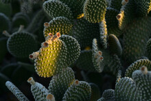 Cactus Plants Illuminated By Early Morning Sunlight