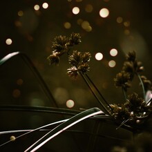Close-up Of Flowering Plant At Night