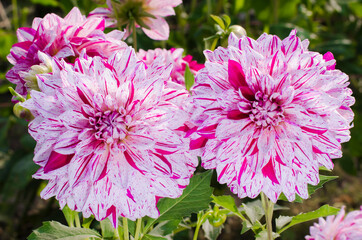 Wall Mural - USA, Washington. Dahlia flowers in garden.