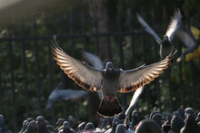 Close-up Of Pigeon Flying