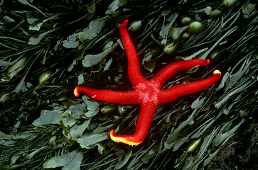 Sticker - USA, Washington, Tongue Point. Blood star and kelp in tide pool.