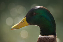Profile View Of Male Mallard Duck