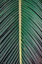 Full Frame Shot Of Palm Leaf