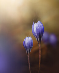 Macro of two purple Autumn crocuses covered with dew drops. Shallow depth of field with soft focus, bur and bokeh