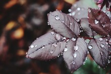 Close-up Of Water Drops On Leaves