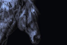 Close-up Portrait Of Horse