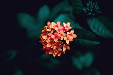 Close-up Of Orange Flowering Plant