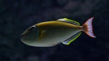 Triggerfish Fish In A Deep 