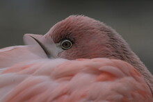 Close-up Of A Bird