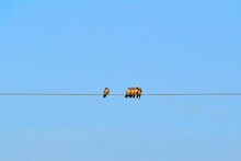 Low Angle View Of Birds Perching On Cable Against Sky