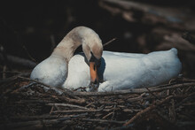 Close-up Of Swan In Nest