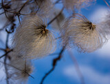 Fototapeta Sypialnia - Spring natural background: fluffy seeds of clematis against a blue sky with white clouds.