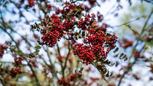 Close-up Of Red Berries On Tree