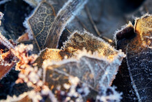 Close-up Of Frozen Plant