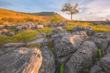 Wall Mural - Sunrise or sunset golden light over a landscape of limestone pavement and a lone tree at Southerscales, Ingleborough in the Yorkshire Dales National Park, UK.