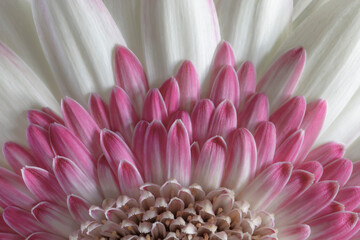 Wall Mural - USA, Washington State, Seabeck. Gerbera daisy flower close-up.